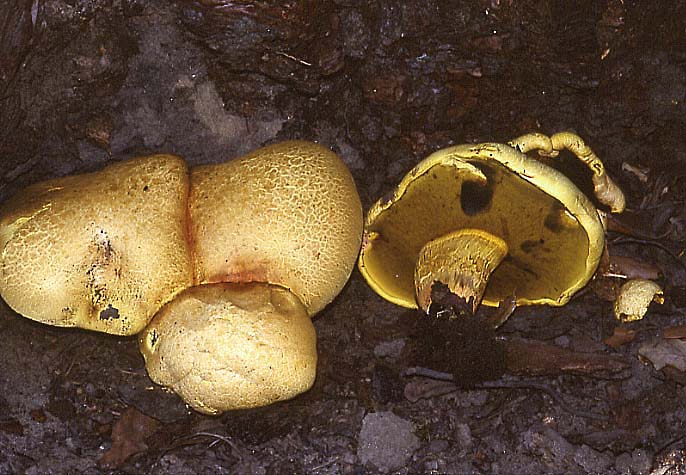 Pulveroboletus lignicola